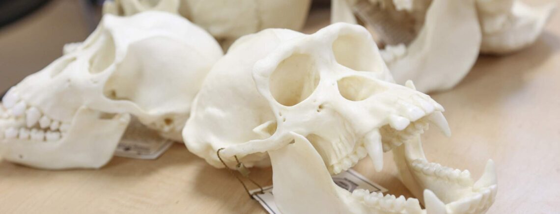 replicas of human skulls on lab table