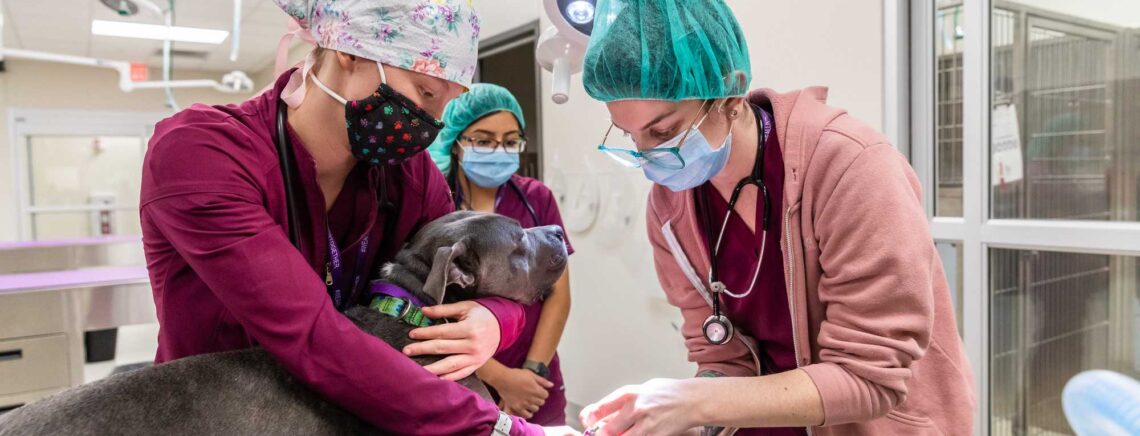 ACC Vet Tech faculty and students perform surgery on dogs from the Pflugerville animal shelter