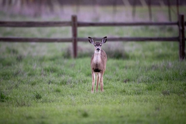 A deer stands in a green field backed by a wood post and rail fence.